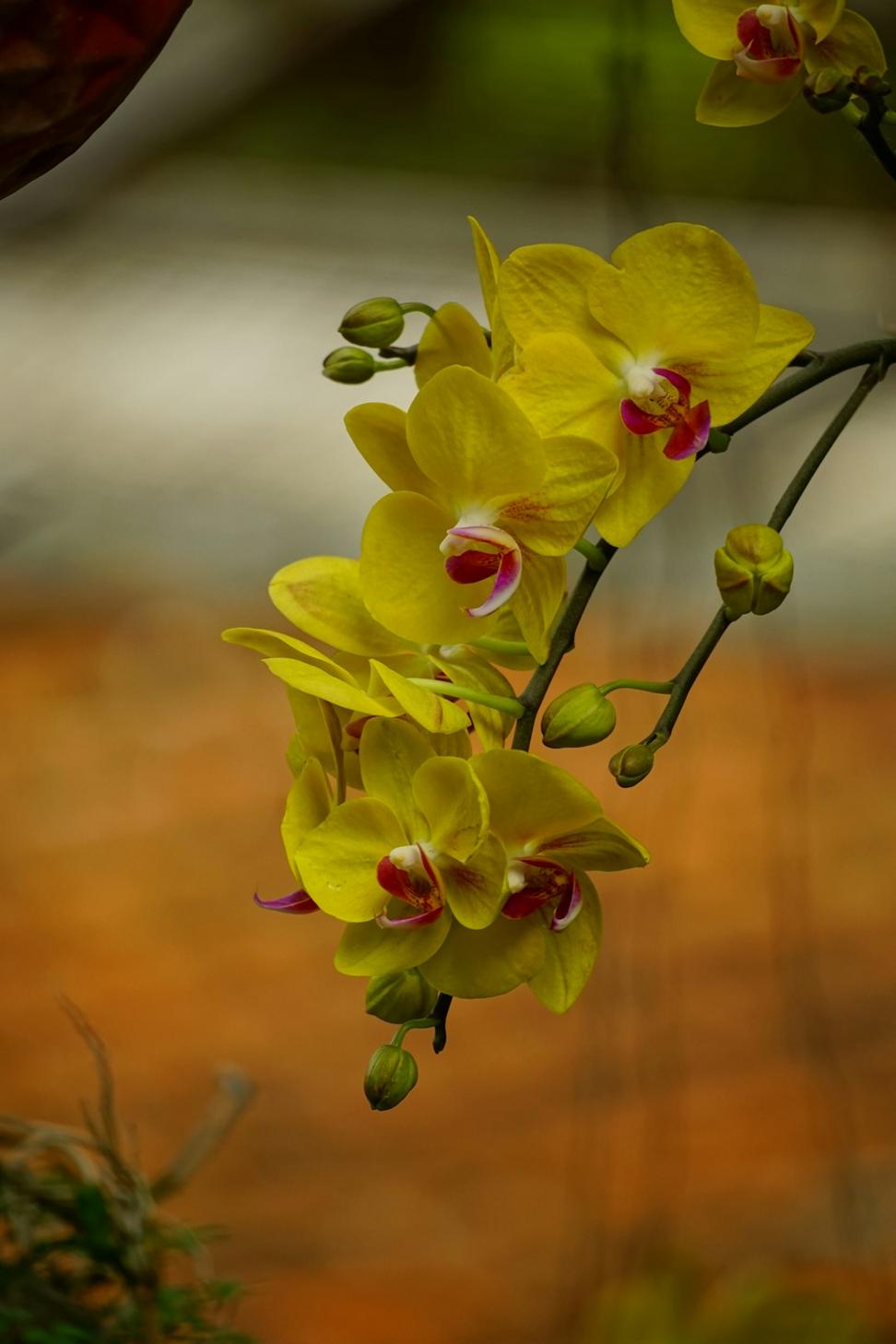 Modern yellow orchid arrangement