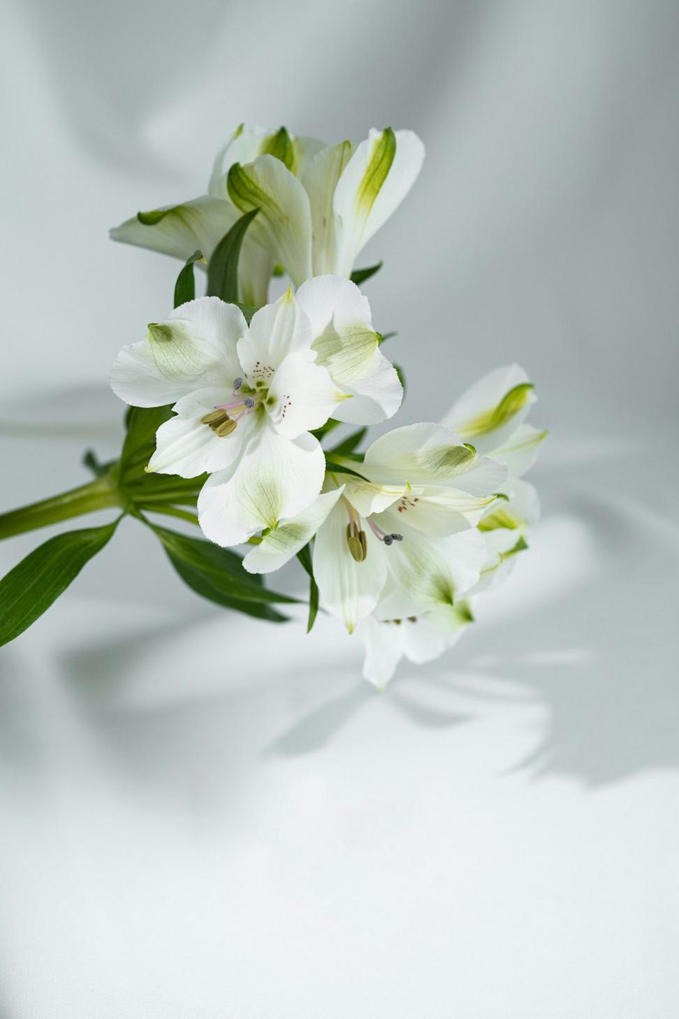 Elegant white calla lily bridal bouquet