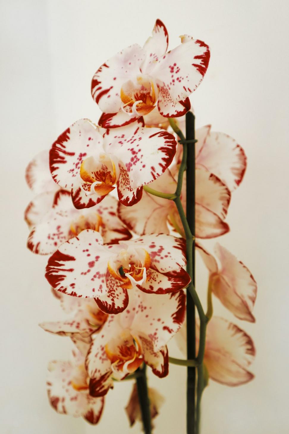 Modern white orchid corporate arrangement