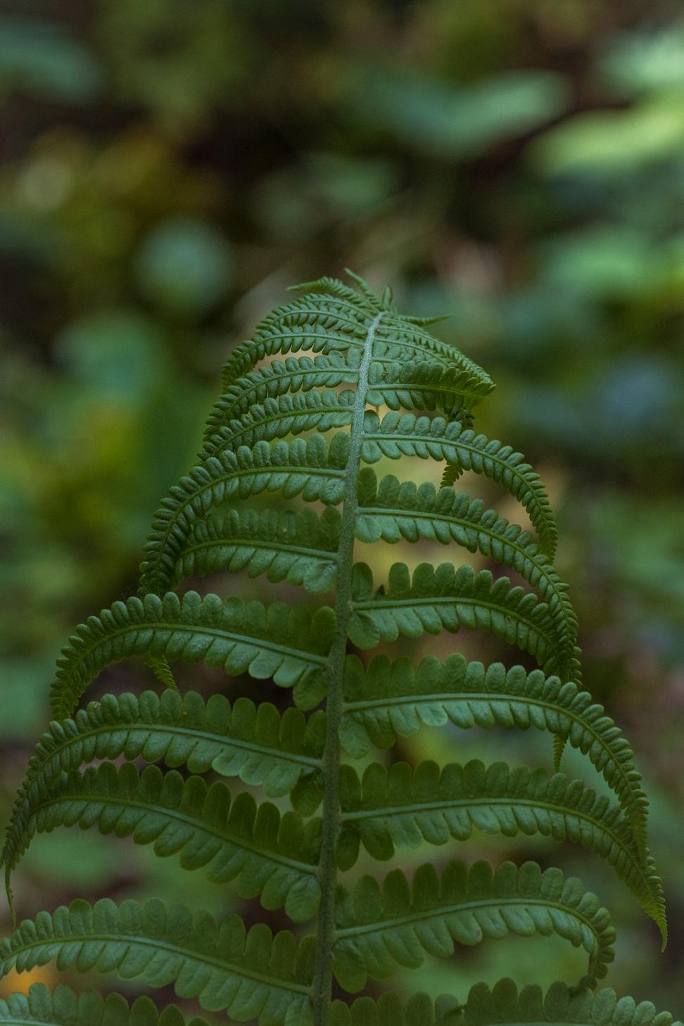 Decorative botanical divider