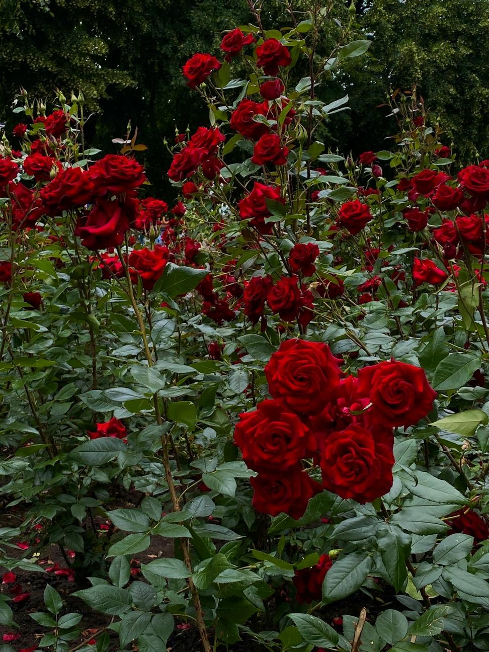 Dramatic red roses centerpiece