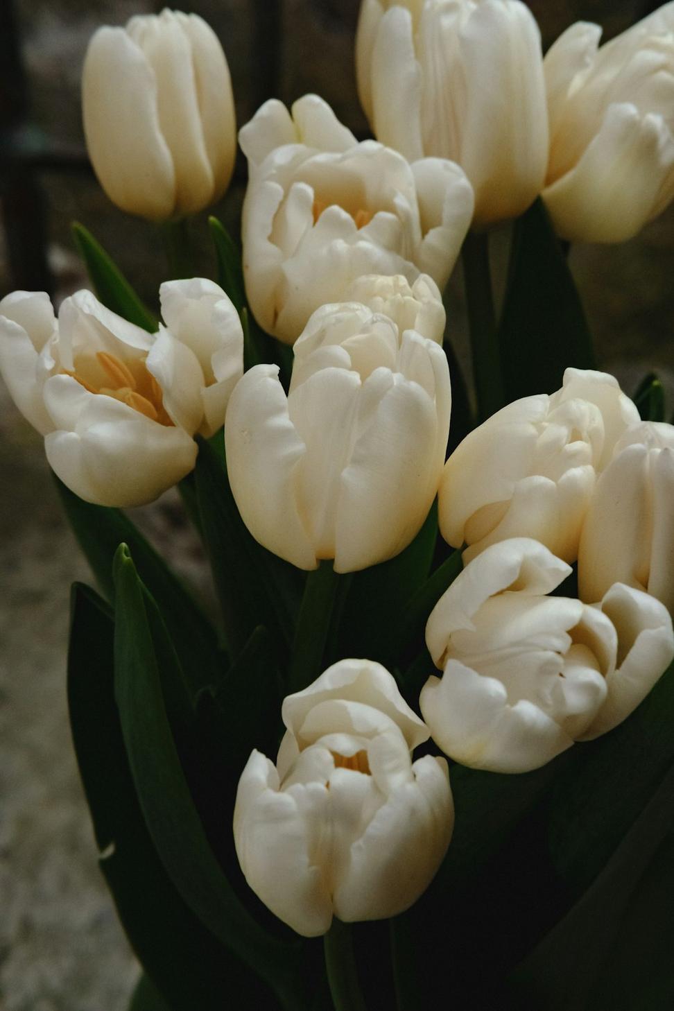 Fresh white tulip bouquet