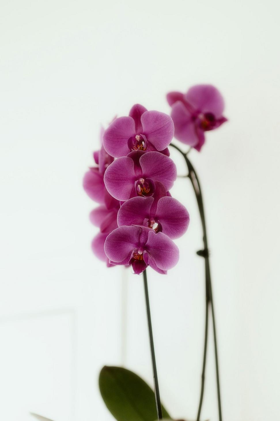 Elegant purple orchid centerpiece