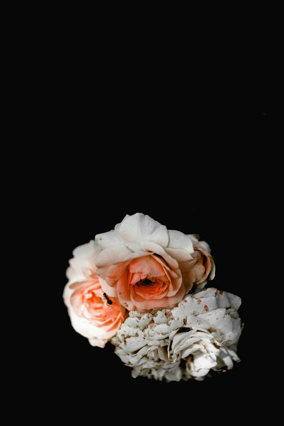 Classic white rose wedding bouquet