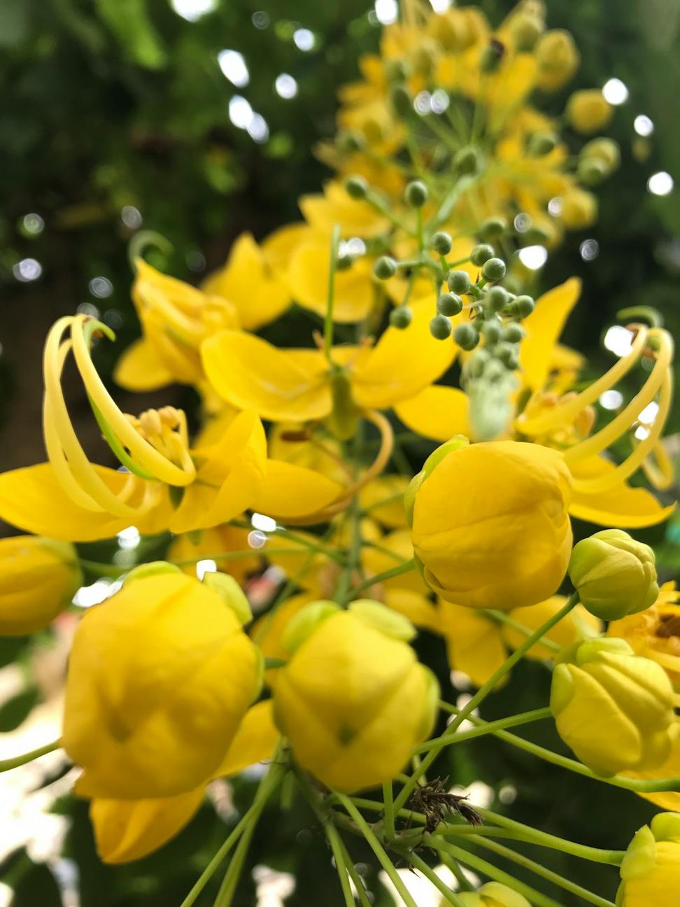 Bright yellow ranunculus wedding bouquet