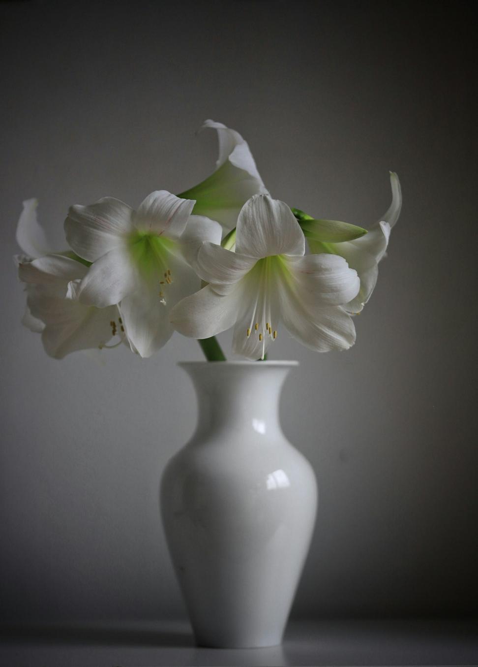 Peaceful white lily sympathy arrangement