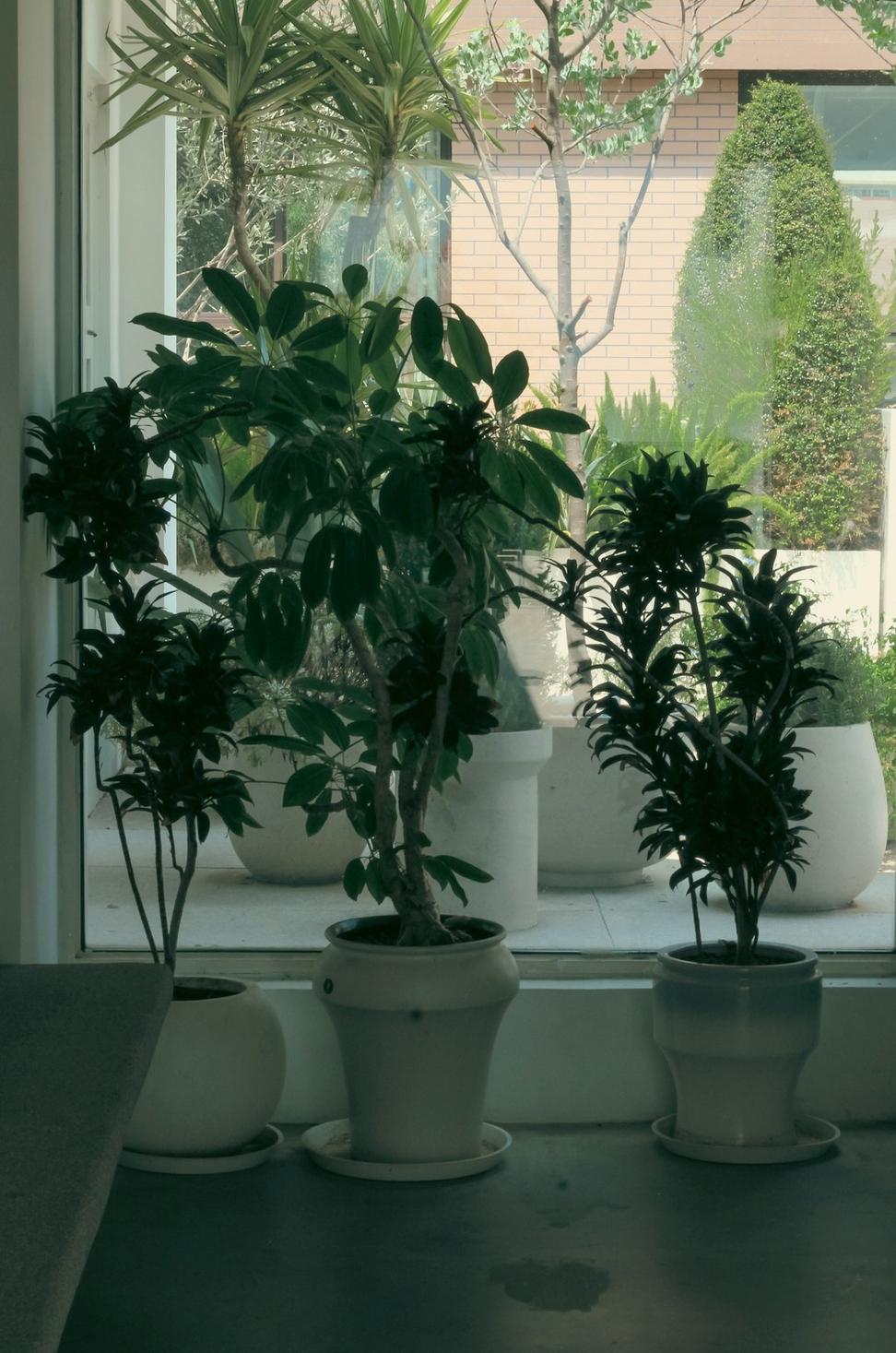 Modern mixed succulent arrangement